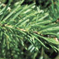 Douglas Fir