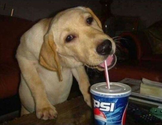 dog drinking pepsi